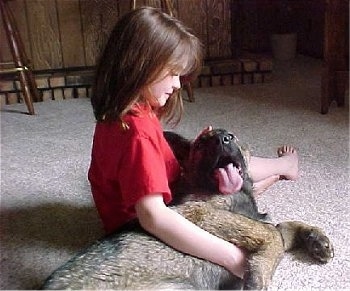 A German Shepherd puppy is laying in the lap of a girl. Its mouth is open and tongue is out. Ther girl is looking down at the dog. They are on a tan carpet.