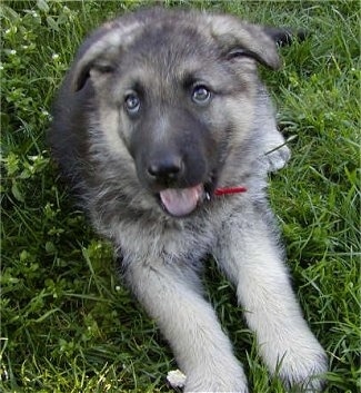 A small black with grey King Shepherd puppy is laying in grass and looking up and to the left. Its mouth is open
