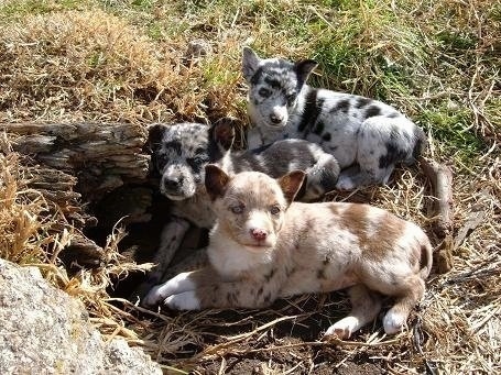 Three small merle Australian Koolie Puppies are laying in grass next to a log and a big rock.