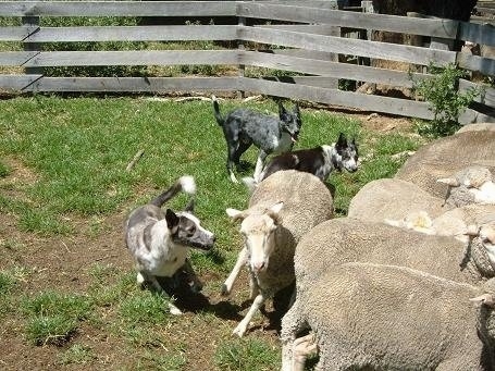 Three Australian Koolie are herding sheep inside of a pen with a wooden fence behind them.