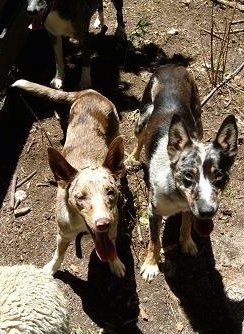 Three Australian Koolie are standing in dirt looking at the camera holder. There mouths are open and tongues are out.