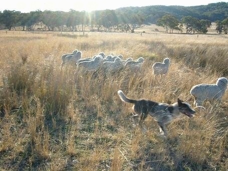 An Australian Koolie is running around a herd of sheep in a field with tall brown grass with shade trees in the distance.