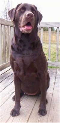 A chocolate Labrador Retriever is sitting on a wooden deck and looking forward. Its mouth is open and tongue is out