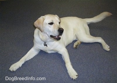 A yellow Labrador Retriever is spread out laying on a gray carpet and looking to the right. Its mouth is slightly open.