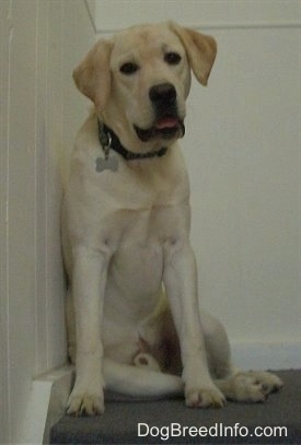 A yellow Labrador Retriever is sitting at the top of a staircase. Its mouth is slightly open and it is cocking its head to the side.