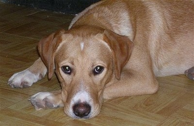 Close up upper body shot - A large breed, tan with white Labrador Retriever mix is laying down on a brown wood-looking, tiled floor.