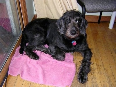 A wavy, black Labradoodle is laying on a pink towel on top of a hardwood floor and there is a sliding door next it and a chair on the other side of it.