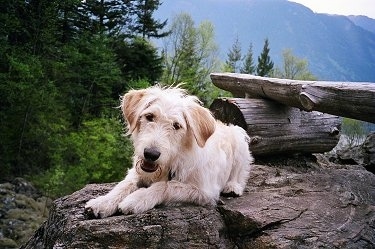 A tan wavy-coated Labradoodle is laying in top of a large bolder rock. There is a stump and a log behind it with a nice view of the mountains. The dog's head is tilted to the right and its mouth is a little bit open