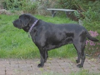 Left profile - a black Labrador Retriever is standing on a brick pathway next to thick grass. There is a bench in the distance.