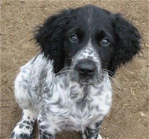 A black and white Large Munsterlander puppy is sitting in dirt looking up.