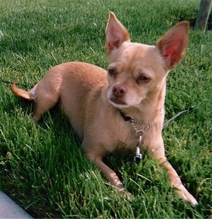A tan shorthaired Small Portuguese Hound is laying in grass and it is looking to the left. it has large perk ears.
