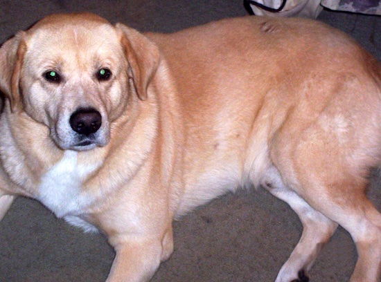 A large breed gold colored dog with soft ears that hang to the sides laying on a tan carpet looking up.