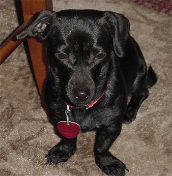 View from the front looking down at the dog - A shiny-coated, short-legged, black Patterdale Terrier/Dachshund mix is on a tan carpet looking forward. It has a large red heart tag hanging from its pink collar.