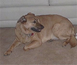 Side view - A tan with black German Shepherd/Labrador/Golden Retriever mix breed dog is laying in front of a white couch and looking to the right.