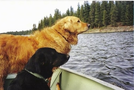 Two dog in a boat out on the water - A Golden Retriever/Black Labrador mix is standing in a boat next to a black dog that is laying in the boat.