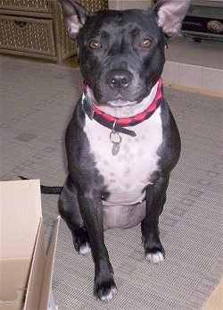 Close up front view - A wide-chested, black with white Staffordshire/Pit-Bull Terrier is sitting on a carpet next a cardboard box looking forward.