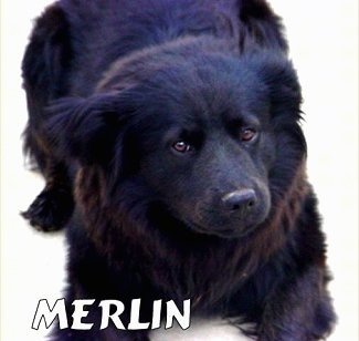 Close Up - Merlin the Chabrador laying on a carpet and looking towards the camera holder. 'MERLIN' is overlayed