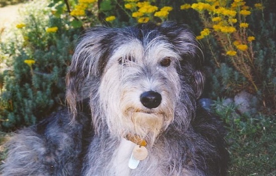 Close up upper body shot - A wiry, scruffy-looking, black with tan Greyhound/Deerhound/Saluki mix breed dog is laying outside in front of yellow flowers.