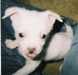 Close up - A small white Malchi puppy is jumped up on a person's leg who is wearing blue jeans and looking up with its little tongue out.