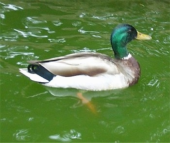 A Mallard Duck is swimming in a body of green water looking to the right.