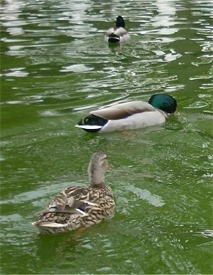 A female mallard duck is swimming in green water in front of two male mallard ducks.