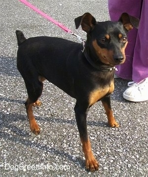 A black and tan Miniature Pinscher is standing in a road with a person in purple pants and white sneakers next to it.