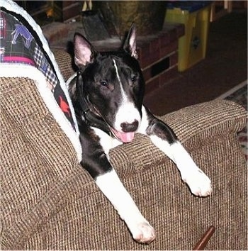 Chip the Bull Terrier laying on the arm of a recliner with its mouth open and tongue out and looking at the camera holder
