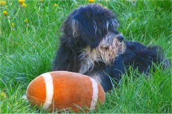 A black with white Miniature Schnoodle is laying in grass and it is looking to the right. There is a plush football in front of it. The dog has long hair on its face.