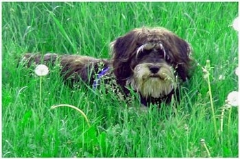 A shaggy black with white Miniature Schnoodle is laying down in tall grass and it is looking forward. It is black with a long tan beard.