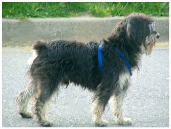 Right Profile - A black with white Miniature Schnoodle that is standing on a concrete surface and it is looking to the right. It has longer hair on its chin and fringe hair on its belly. It is wearing a blue harness.