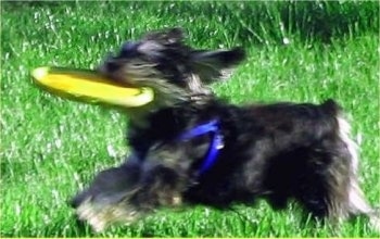 Action shot - A black with white Miniature Schnoodle dog is running across a field with a frisbee in its mouth. It is wearing a blue harness.