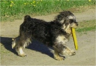 Side view - A black with white Miniature Schnoodle dog is walking across a dirt path and it has a frisbee in its mouth. The wind is blowing its hair back.