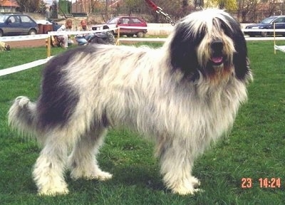 Side view - A long-coated, shaggy, white with black Mioritic dog is standing in grass at a dog show with a wooden fence with people on chairs behind it. The dog is looking forward with its mouth is open and tongue slightly out.