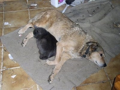 A large breed, tan with black and white Sheperd mix is laying across a blanket and towards the midsection of the dog is a grey cat.