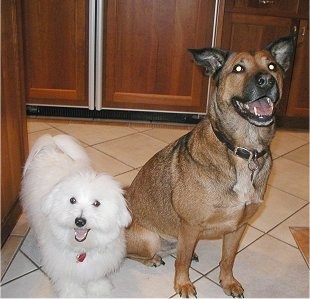 A small white Coton de Tulear dog is standing next to a larger brown with black perk eared dog on a white tiled floor in a kitchen. Both of there mouths are open. It looks like they are smiling