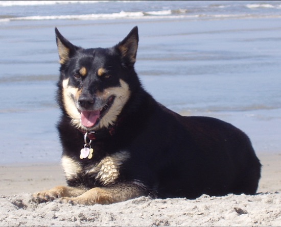 A panting, perk-eared, black with tan Kelpie/German Shepherd mix is laying in sand at the beach with the ocean waves behind it.