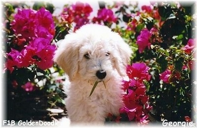 A cream colored Goldendoodle Puppy is standing in between hot pink flowers. It has a piece of a plant in its mouth