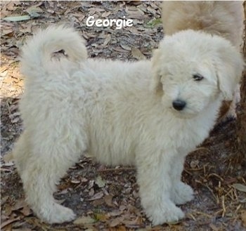 A white Goldendoodle Puppy is standing in leaves. There is another Goldendoodle puppy behind it. The words - Georgie - is overlayed