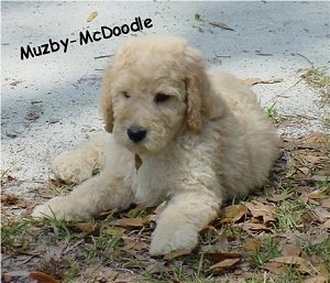 A tan Goldendoodle puppy is laying outside half way on a driveway and half way on grass. The words - Muzby-McDoode - is overlayed