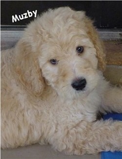 Close Up - A tan and cream Goldendoodle Puppy is laying in front of a sliding door. Its head is tilted to the left. The words - Muzby - is overlayed