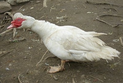Left Profile - A white with red Muscovy Duck is standing in dirt stretching its head forward.