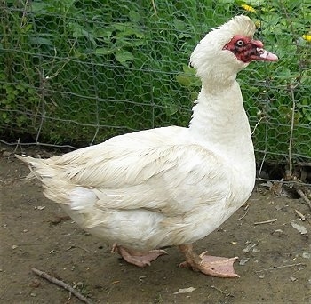 Right Profile - A white with red Muscovy Duck is walking across dirt and it is looking to the right.