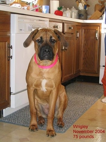 Front view - A tan with white and black Nebolish Mastiff is wearing a hot pink collar sitting on a throw rug in a kitchen in front of a dishwasher.