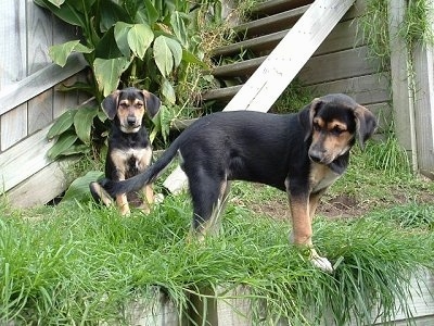 Two black and tan puppies outside in grass in front of a wooden barn - A black and tan New Zealand Huntaway puppy is sitting outside in front of a staircase. There is another black and tan New Zealand Huntaway puppy standing in grass and looking down and to the left.