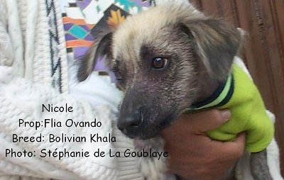 A Hairless Khala is wearing a lime green shirt and it is in the arms of a person in a white sweater. The words - Nicole Prop:Flia Ovando Breed:Bolivian Khala Photo: Stephanie de la Goublaye - are overlayed