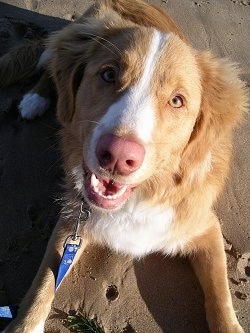 Close up view from the front  - A smiling, red with white Nova Scotia Duck-Tolling Retriever is laying outside in sand. It is looking up and its mouth is open.