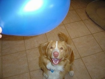 View from above looking down at the dog - A smiling, red with white Nova Scotia Duck-Tolling Retriever dog is sitting on a tan tiled floor looking up at a blue balloon that a person is holding over its head.