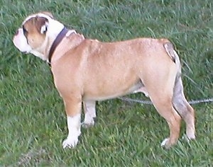 Left Profile - A tan with white Olde Victorian Bulldogge is standing in grass with its metal leash laying next to it.