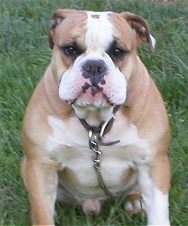 Front view - a big-chested, muscular, tan with white Olde Victorian Bulldogge is sitting in grass and it is looking forward. It is sitting on its chain leash. One of its ears are pinned back and it has a smerk on its face.