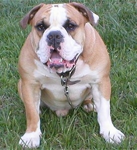 Front view - A bulky, wide-chested, big-headed, large-lipped, tan with white Olde Victorian Bulldogge is sitting in grass looking forward. Its mouth is open.